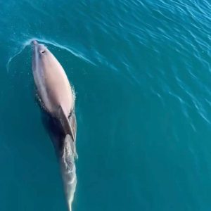delfino-1