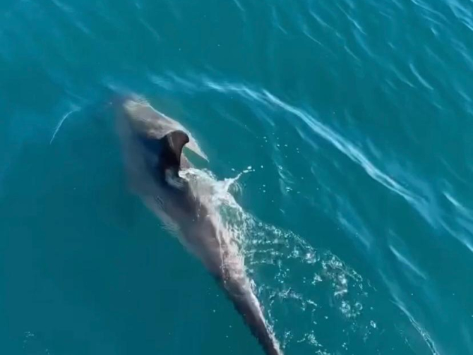 delfino-2